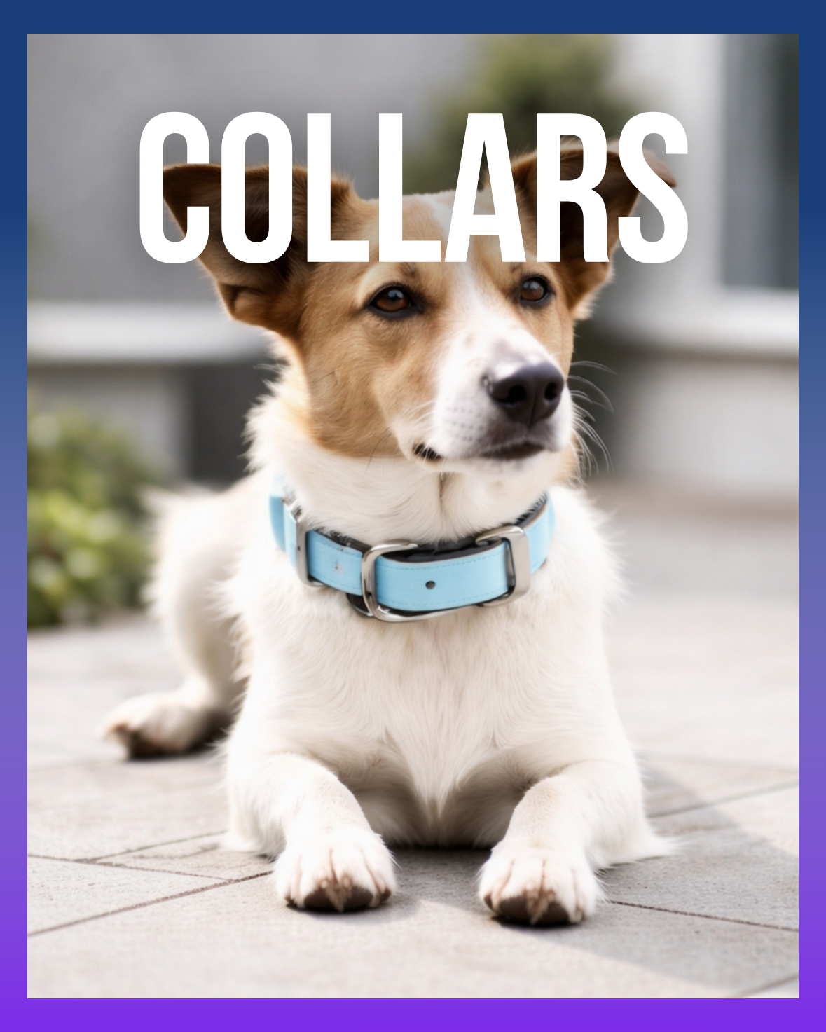 Signature Collars